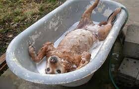 Universeel (alle vachtsoorten)