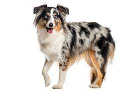 Australian Shephard