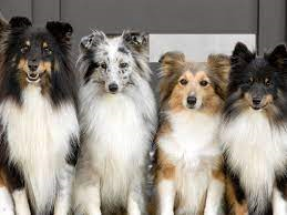 Shetland Sheepdog