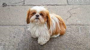 Shi Tzu