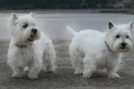 Westie