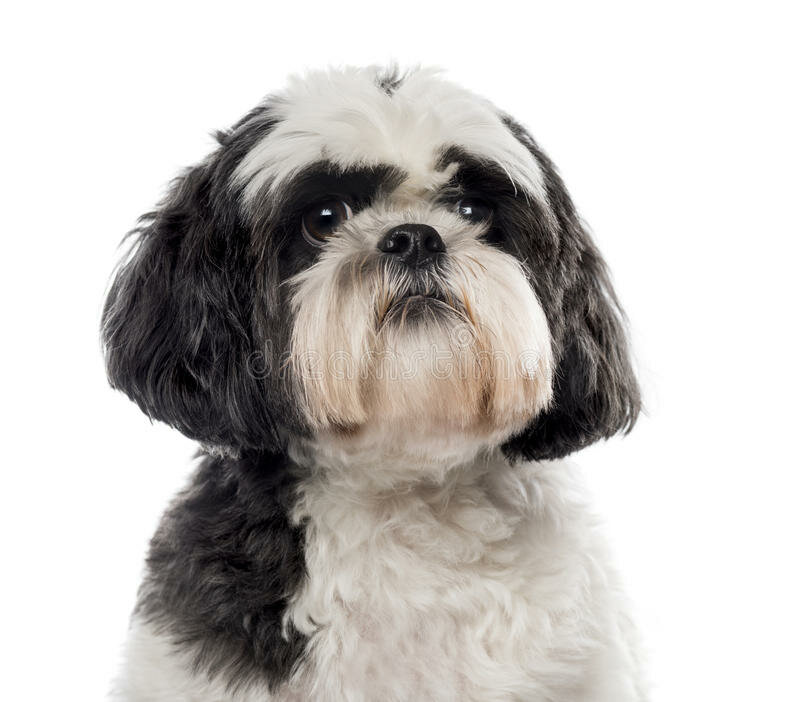 SHIH TZU