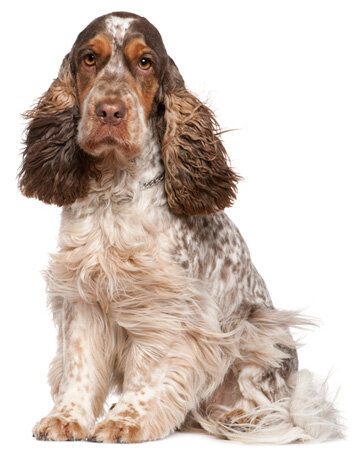 ENGELSE COCKER SPANIËL