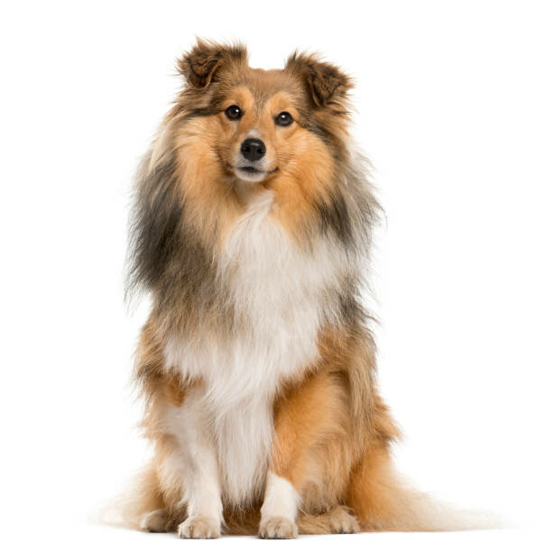 SHETLAND SHEEPDOG