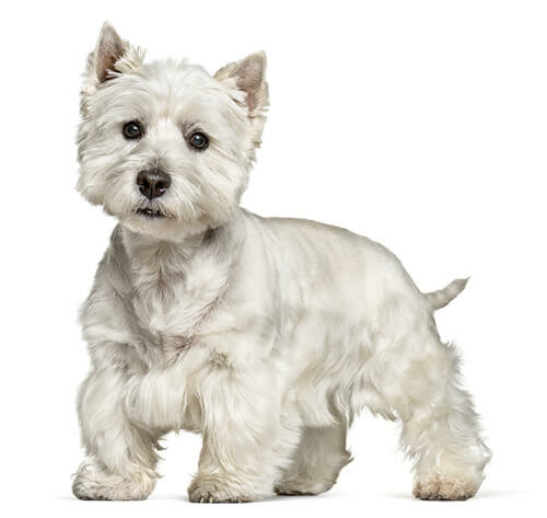 WESTIE