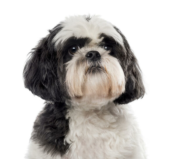 SHIH TZU