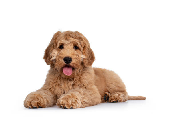 LABRADOODLE