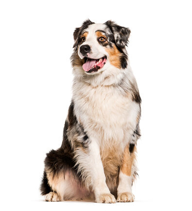 AUSTRALIAN SHEPHERD