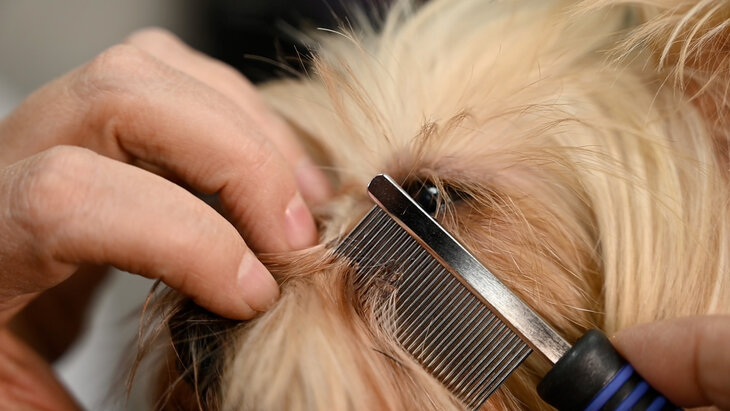 Oor- en snorkam - fijne vertanding - 12 cm