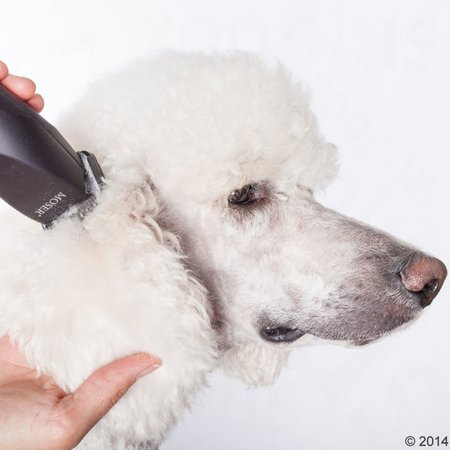 Tondeuse - Wahl Moser Max50