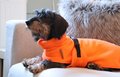 Teckel badjas - Royal Orange - Walk that Dog!